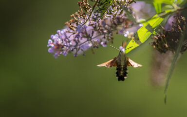 hummingbird hawk-moth feeding on a butterfly bush (Buddleja davidii). Blur background with shallow depth of field