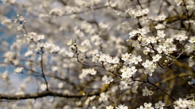 Close-up of a blossoming tree branch with delicate white flowers, blue sky and clouds blurred in the background, symbolizing springtime beauty