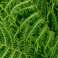 Close-up shot of lush, bright green fern leaves. Textured and detailed, ideal for eco-friendly projects.