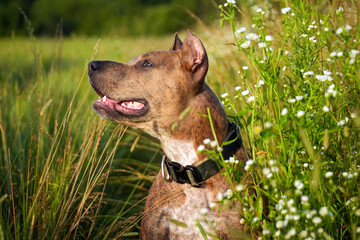 A Staffordshire Terrier dog in a field in the grass in summer. Portrait