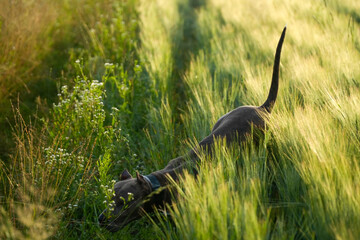 A Staffordshire Terrier dog in a field in the grass in summer. Tail and head