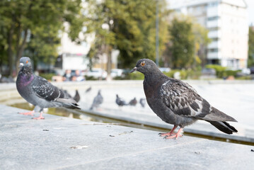 Grey pigeons in the park are not afraid of people