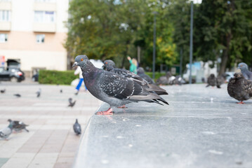 Grey pigeons in the park are not afraid of people