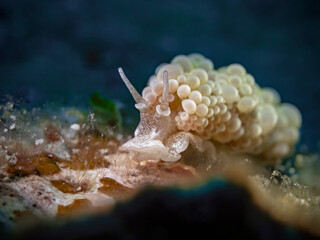 Grape doto, Dendronotid Nudibranch (Doto ussi)
