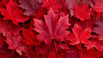 Closeup of red maple foliage in autumn