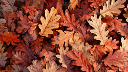 Colorful oak foliage with autumn tones