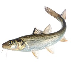 Fototapeta premium Fish, isolated on white