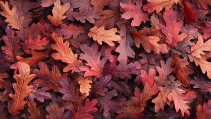 Brown and red oak leaves in autumn season