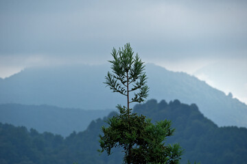 Japanese cedar or Cryptomeria, tree on the mountain with fog in the morning