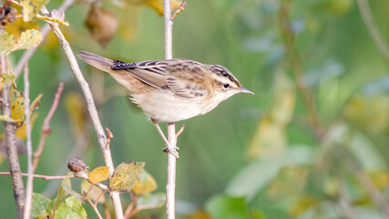 bird on a branch