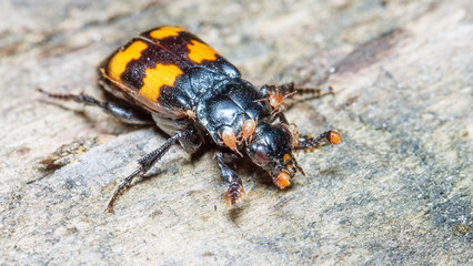 bug on the ground