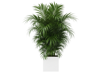 Areca palm plant in a white pot isolated on transparent background