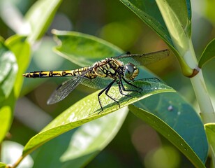 Close-up of a dragonfly resting on a leaf