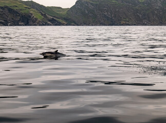 Common dolphin enjoying the Atlantic waters in County Donegal, Ireland