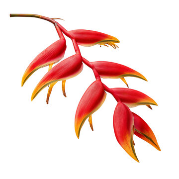 Red heliconia flower isolated on transparent background
