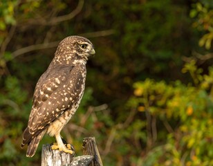 Owl perched on a weathered stump