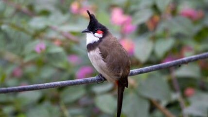 Red-whiskered bulbul on wire