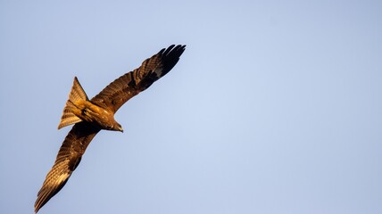 Majestic bird of prey soaring in clear sky.