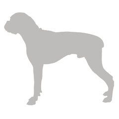 A boxer dog standing proudly in silhouette