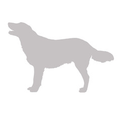 Golden retriever dog standing silhouette