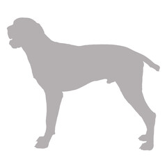 Grey silhouette of a standing boxer dog breed silhouette