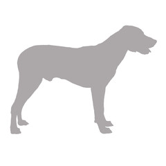 Gray silhouette of a standing dog on a black background silhouette