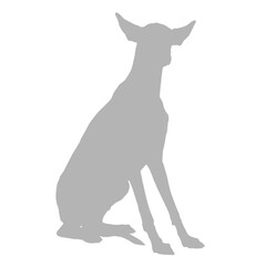 Sitting dog silhouette with large ears on black background