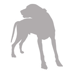 Great dane dog silhouette standing on black background silhouette