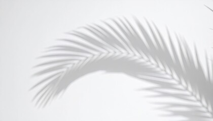 Palm Leaf Shadow Overlay on White Background