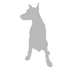 Obraz premium A grey silhouette of a doberman pinscher dog sitting down silhouette