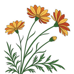 Obraz premium Orange and Yellow Daisy-like Flowers with Green Leaves on White Background Keywords: daisy, flower, floral, bloom, blossom