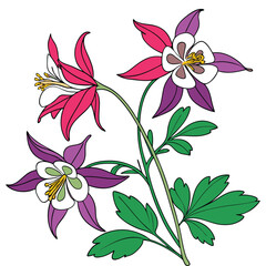 Pink and Purple Columbine Flowers with Green Leaves Isolated on White Keywords: columbine flowers, aquilegia, pink, purple