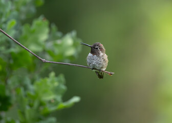 Anna's Hummingbird portrait