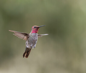 Anna's hummingbird in flight