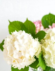 Close-up of white and light pink hydrangeas