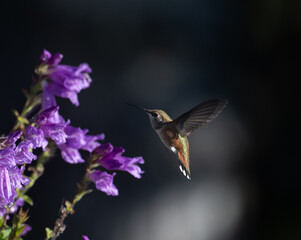 Rufous Hummingbird in flowers