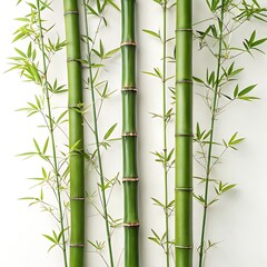Three vibrant green bamboo stalks with delicate leaves photography nature botanical