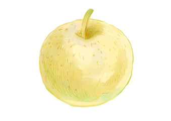 美味しそうな採れたての梨の手描き水彩イラスト