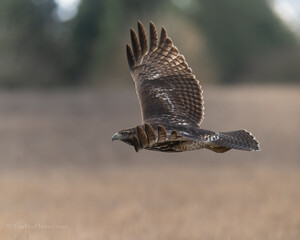 Red-tailed Hawk in flight