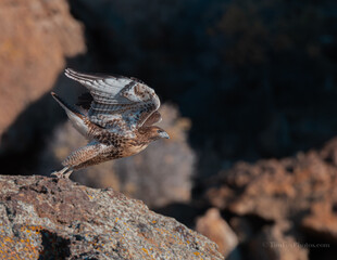 Red-tailed Hawk in flight