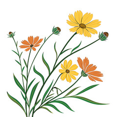 Yellow and Orange Wildflowers with Green Leaves on White Background Keywords: wildflower, flower, floral, bloom, blossom