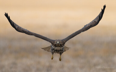 Red-tailed Hawk in flight