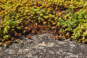 Dickblattgewächs wächst auf einer Mauer