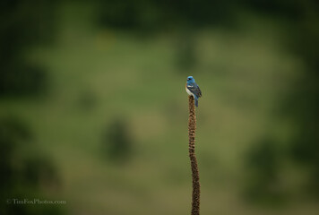 Lazuli Bunting portrait