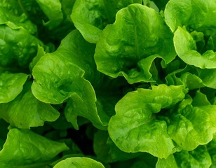 Close-up view of lush green lettuce leaves