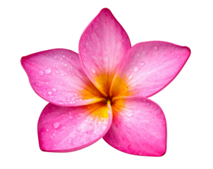 Minimal Pink Plumeria Temple Flower with Water Droplets and Subtle Shadow, Centered Composition, Isolated on Transparent Background