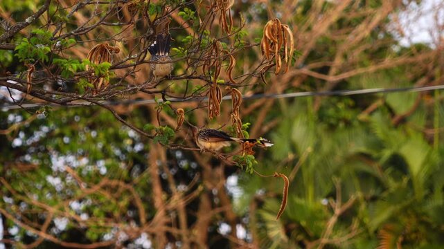 Guira Cuckoo (Guira guira) Perched on a Tree