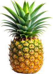Fototapeta premium Spiky Tropical Crown