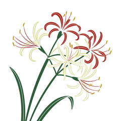 Red and yellow spider lily flowers with green leaves on white background floral bloom