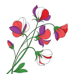 Stylized Illustration of Sweet Pea Flowers in Red Purple and White on White Background